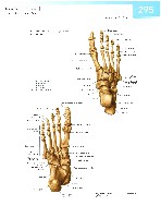 Sobotta  Atlas of Human Anatomy  Trunk, Viscera,Lower Limb Volume2 2006, page 302